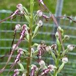 Himantoglossum adriaticum Flower