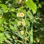 Sisyrinchium striatum Plante entière