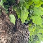 Catalpa bignonioidesList