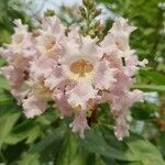 × Chitalpa tashkentensis Flower