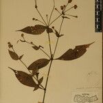 Strobilanthes pentastemonoides Іншае