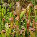 Sarracenia minor पत्ता