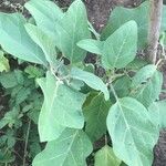 Solanum melongena برگ