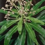 Euphorbia mellifera Vaisius