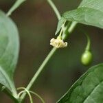 Tubocapsicum anomalum (Franch. & Sav.) Makino var. anomalum花