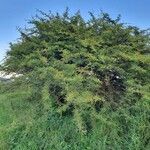 Acacia nilotica Habitus