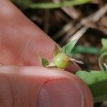 Convolvulus siculus Fruit