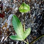 Malva punctata Leaf