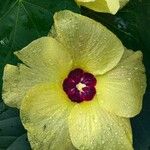 Hibiscus tiliaceus പുഷ്പം
