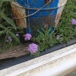 Verbena bipinnatifida Flower