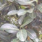 Artocarpus integer Folha