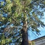 Pseudotsuga menziesiiFolha