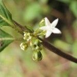 Sabicea panamensis Flower