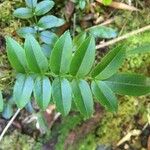 Campsidium valdivianum Hoja