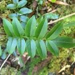 Campsidium valdivianum Feuille