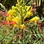 Caesalpinia pulcherrima Цветок