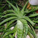 Aloe greatheadii Elinympäristö