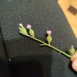 Silene sclerocarpa 花