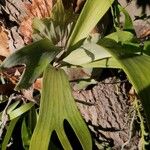 Platycerium alcicorne Leaf