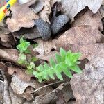 Cruciata pedemontana Yaprak