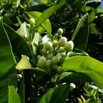 Citrus sinensis Blomst