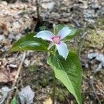 Trillium undulatumBlüte