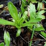 Helenium autumnale Lapas