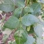 Vigna luteola Blatt