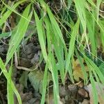 Melica uniflora List