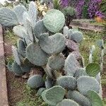 Opuntia robusta Flower