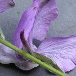 Delphinium consolida Flor