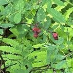 Rosa palustris Fruit