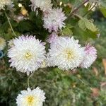 Dendranthema grandiflorumFlower