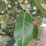 Prunus laurocerasus Fulla