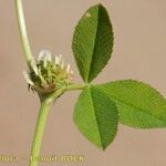 Trifolium glomeratum Annet