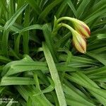 Crinum bulbispermum Folio