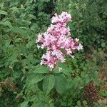 Syringa pubescens Blomma