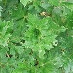 Aconitum variegatum Hoja