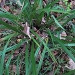 Carex pendulaЛисток