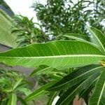 Tabernaemontana persicariifolia Leaf