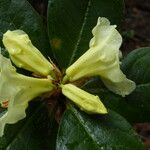Rhododendron chrysodoron