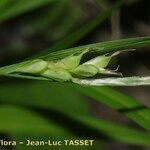 Carex olbiensis Květ