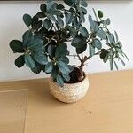 Ficus retusaLeaf