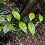 Metrosideros bartlettii Leaf
