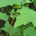 Smallanthus uvedalia Leaf