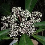 Phelline macrophylla फूल