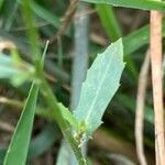 Lobelia urens Hostoa