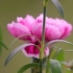 Dianthus caryophyllus Leaf