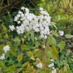 Ageratina altissima Květ