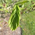 Magnolia zenii Leaf